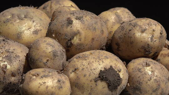 土豆 马铃薯 食物 绿色 健康 特写