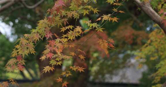 秋天红枫红叶风吹秋叶树叶沉浸氛围