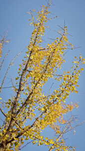 晴朗天气下金黄的银杏树叶在风中摇曳