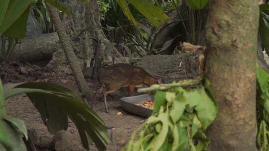 野生动物园的小鹿在吃食物