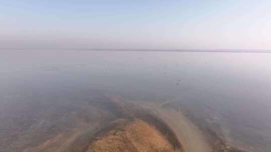 鄱阳湖候鸟航拍