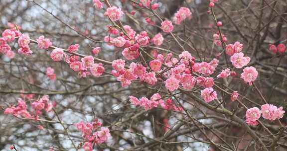 唯美阳光轻轻摇摆梅花 立春花开万物复苏