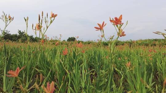 黄花菜产地