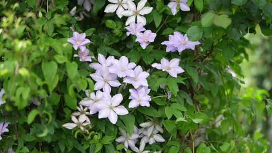 花园花房鲜花花卉特写