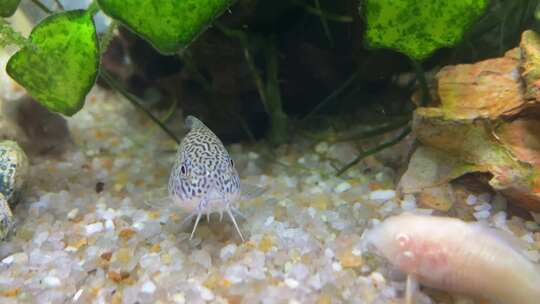 水族馆小鱼