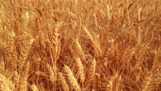金色的麦子在日落时随风摇曳