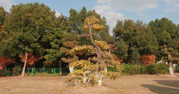 金秋时节 美丽的苏州大阳山森林公园