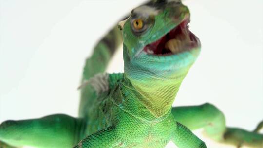 绿色的蜥蜴变色龙宠物动物