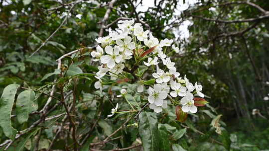 高清拍摄蜜蜂与花朵