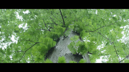 大树树叶近景特写视频素材模板下载