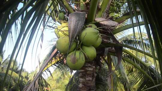 热带水果 椰子树  椰子视频素材模板下载