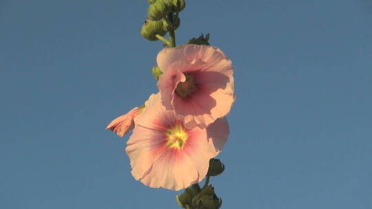 天空下的粉色牵牛花特写镜头