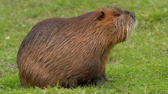 海狸鼠、食草动物、Coypu、啮齿动物