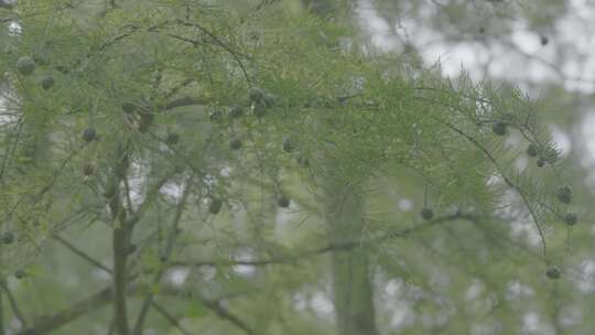 长绿色圆形果实的植被