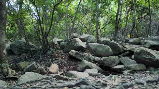 森林公园石头石块