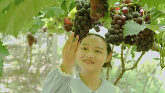 葡萄产地 葡萄收获 采摘 成熟