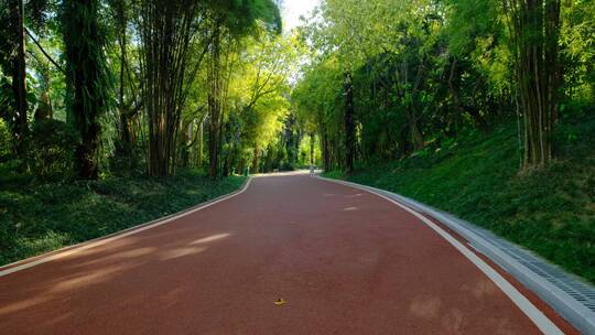 树林 森林跑道 林间小路 林荫大道