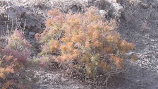 新疆秋天沙漠植被4K素材