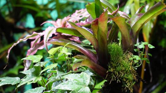 雨林缸造景热带植物观赏