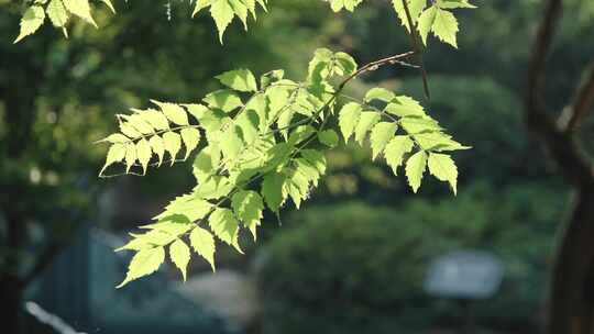 逆光下的凌霄花藤蔓