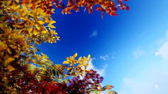 穿过秋天的树木进入天空
