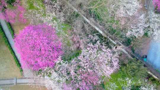 杭州植物园灵峰探梅梅花开了风景视频素材