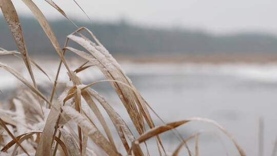 寒冷冬季森林湖边植物杂草积雪合集