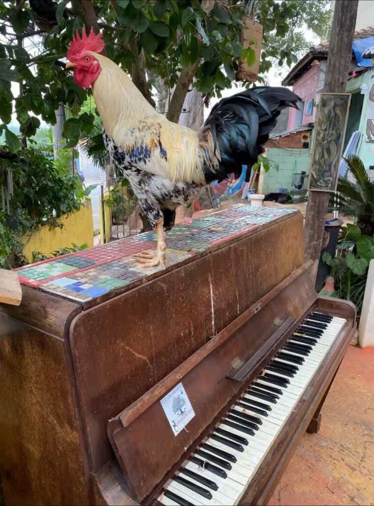 公鸡站立在旧钢琴上的画面