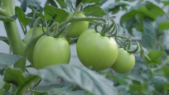 大棚里未成熟的青番茄