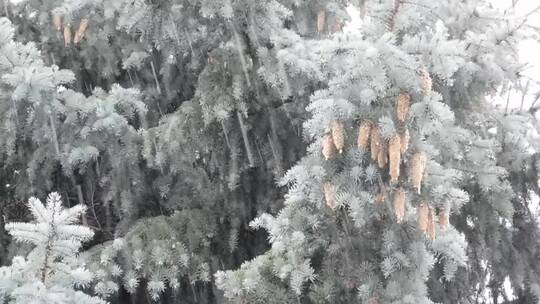 高清实拍一个雪天