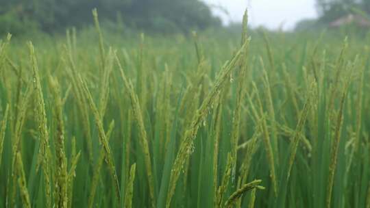 雨天稻田 水稻 稻穗 水稻丰收 水稻生长