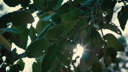 阳光穿过树叶 (3)