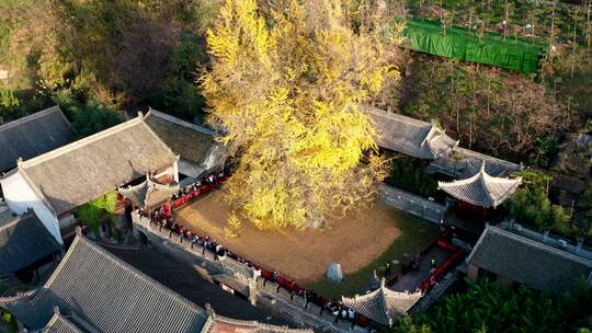 陕西省西安市古观音禅寺银杏树航拍