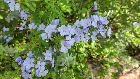 各种花卉