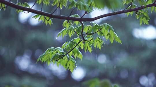 唯美清新下雨空境