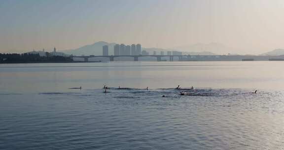 杭州双浦钱塘江五丰岛生态环境鸬鹚越冬风光