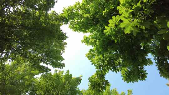 城市绿化夏日阳光树枝树叶植物鲜花实拍