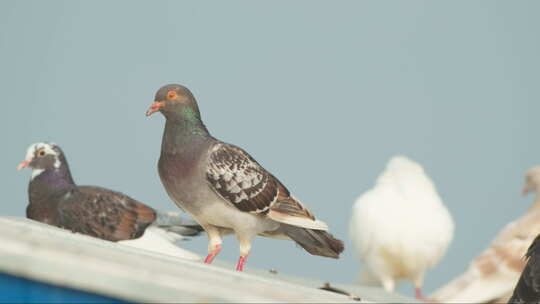 屋顶农民饲养的家养肉鸽子