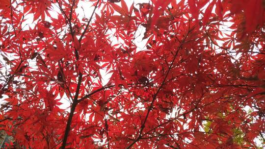 大自然秋天红色的枫叶鸡爪槭