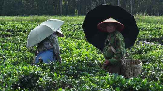 茶场采茶人