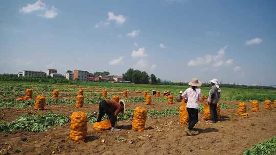 土豆种植视频素材模板下载