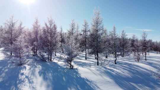 阳光照耀下的积雪树林冬日美景