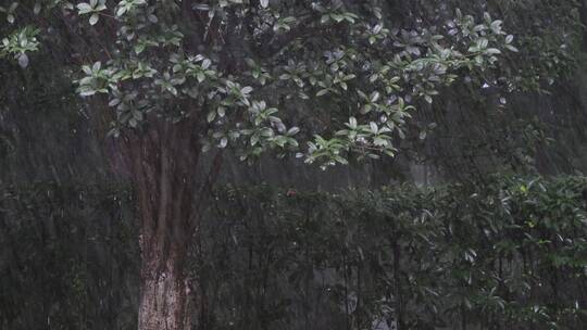 雨天的树林视频素材模板下载