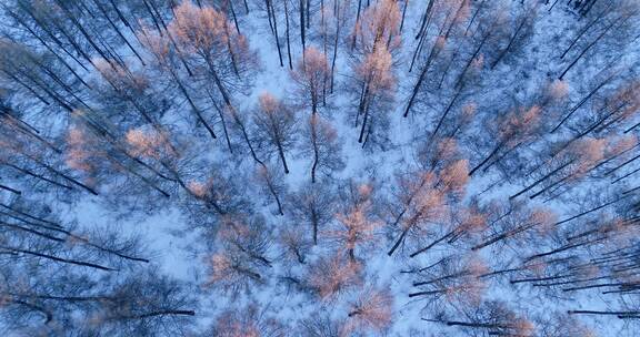 航拍雪原针叶林夕照雪景