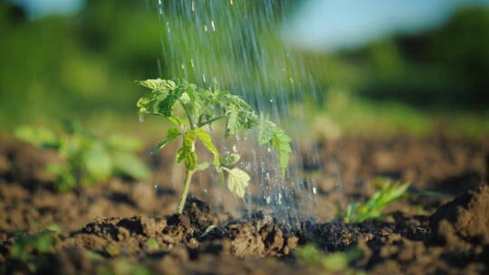 水喷射番茄的绿色小芽4K视频