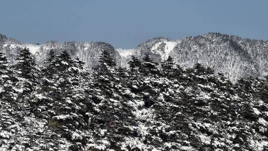 航拍湖北神农架原始森林群山冬季雪景雪松视频素材模板下载