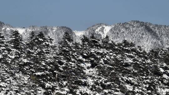 航拍湖北神农架原始森林群山冬季雪景雪松