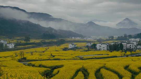 春天春雨中的婺源江岭梯田油菜花02