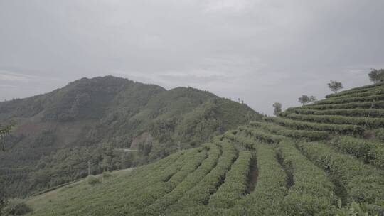 茶山茶叶