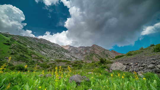 阿尔卑斯山的田园风光，清新的绿色草地、盛开的鲜花和白雪皑皑的山脉